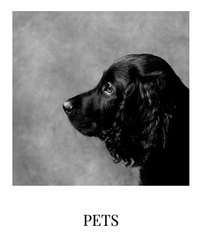 black and white dog studio portrait