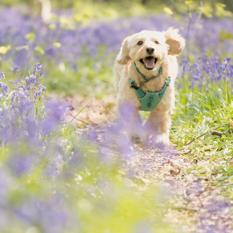 Small white dog running excitedly through the bluebells.
