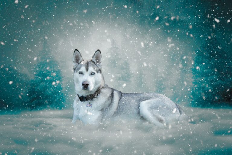Portrait of a husky dog sitting in a snowy scene.