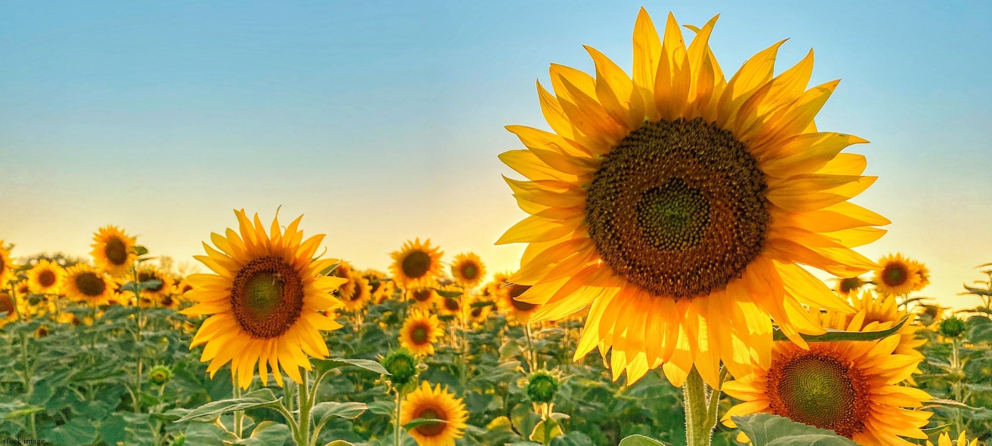 Sunflower field in Hampshire, filled with golden sunflowers under a colourful sky – perfect location for summer family photoshoots.