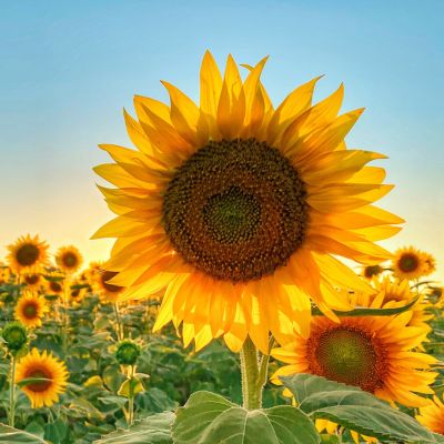 Sunflower field photoshoots in Hampshire with H Jones Photography.
