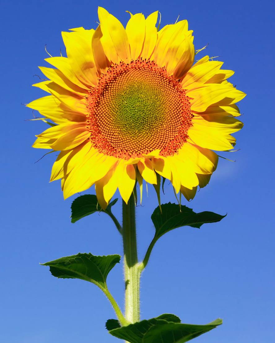 Image of a sunflower to go with frequently asked questions about sunflower field photoshoots.