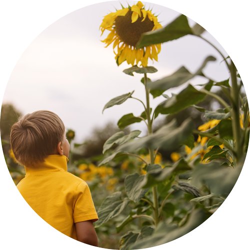 Young child looking up at towering sunflowers in Hampshire.
