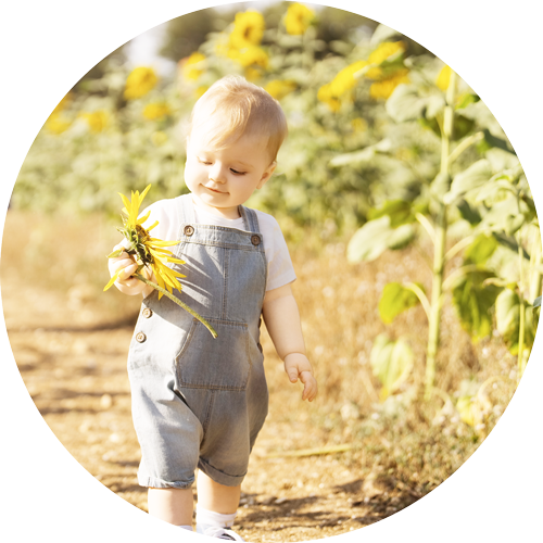 Toddler walking independently through a sunflower field.